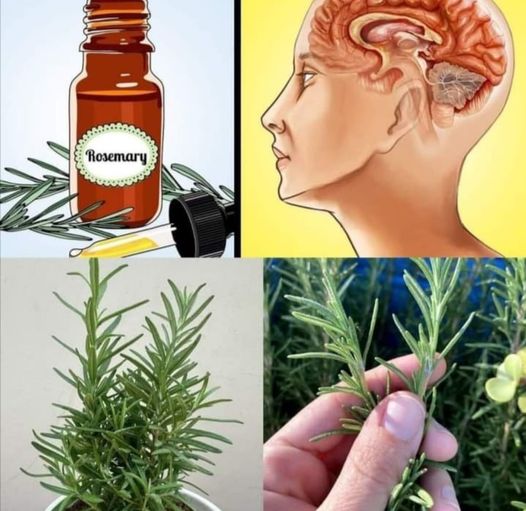 Just a Few Drops of Rosemary Oil Can Do This For You